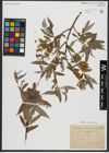 Foto von Salix alba L.